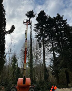 elagage dans le Loiret