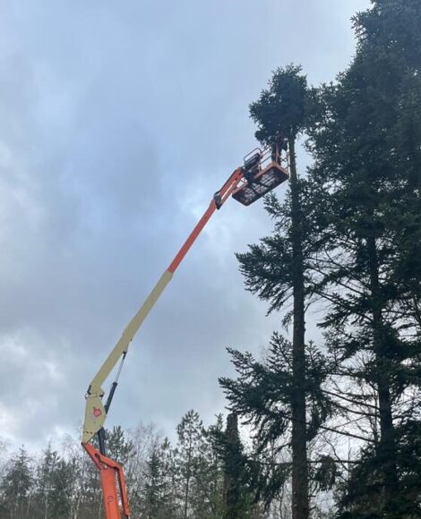 elagage vierzon cher taillage d'arbre département Loiret bucheronnage - entreprise de paysagisme