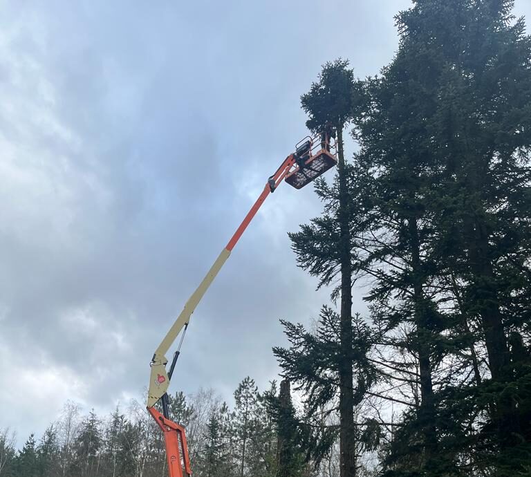 elagage vierzon cher taillage d'arbre département Loiret bucheronnage - entreprise de paysagisme